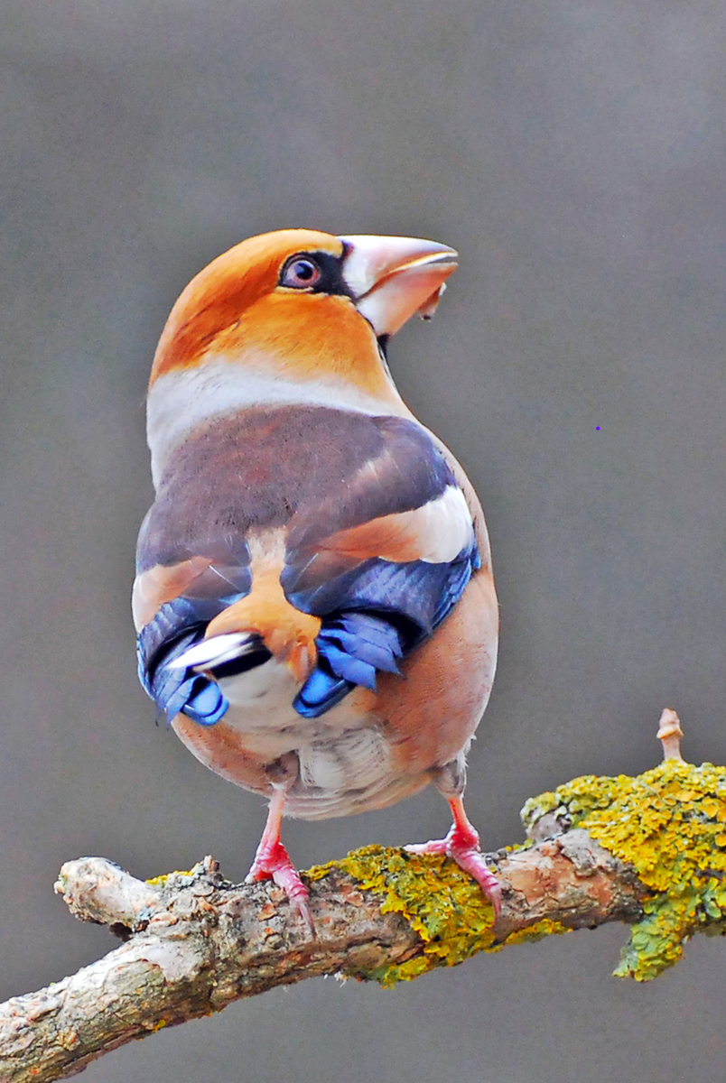 Gaál Zoltán Péter