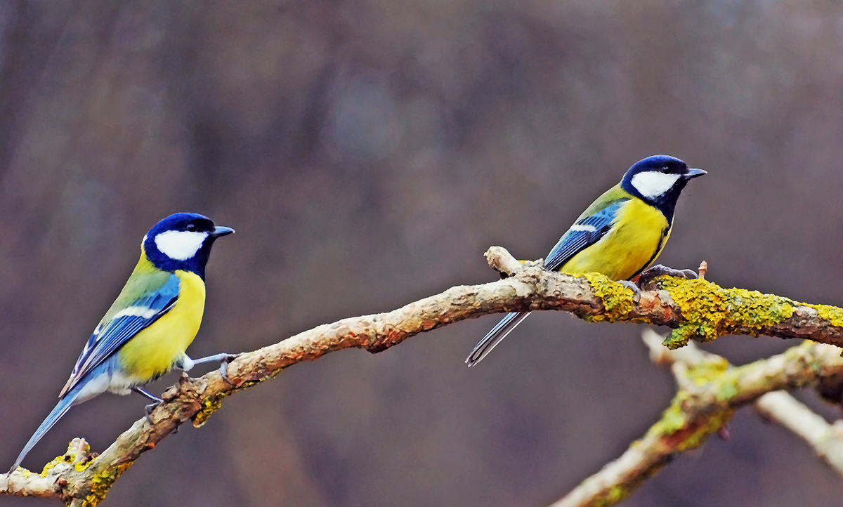 Gaál Zoltán Péter