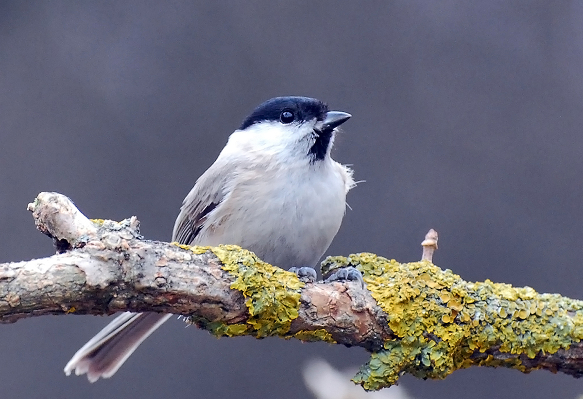Gaál Zoltán Péter