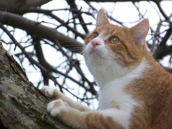 Én szeretem a madarakat..