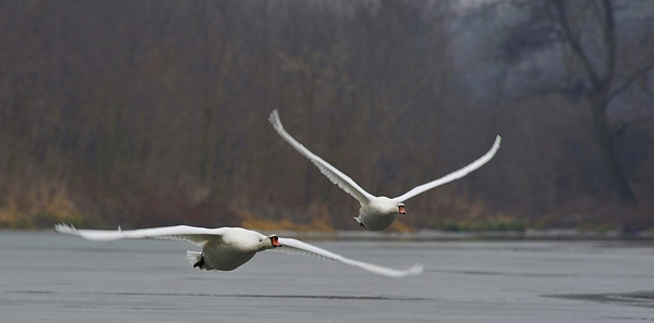 Tájkép hattyúkkal