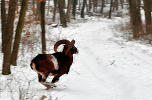 Ugró szarvas, Ülő bika... Ugró szarvas, Ülő bika...