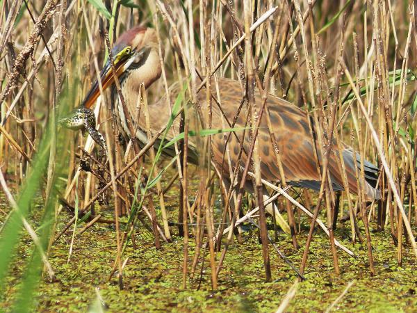 Dráma a színfalak mögött
