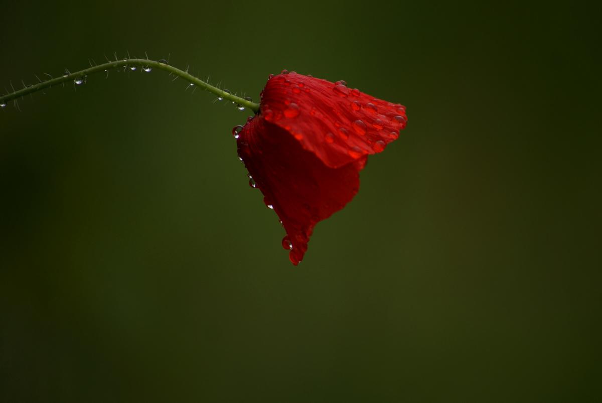 Laczkó-Magyar György