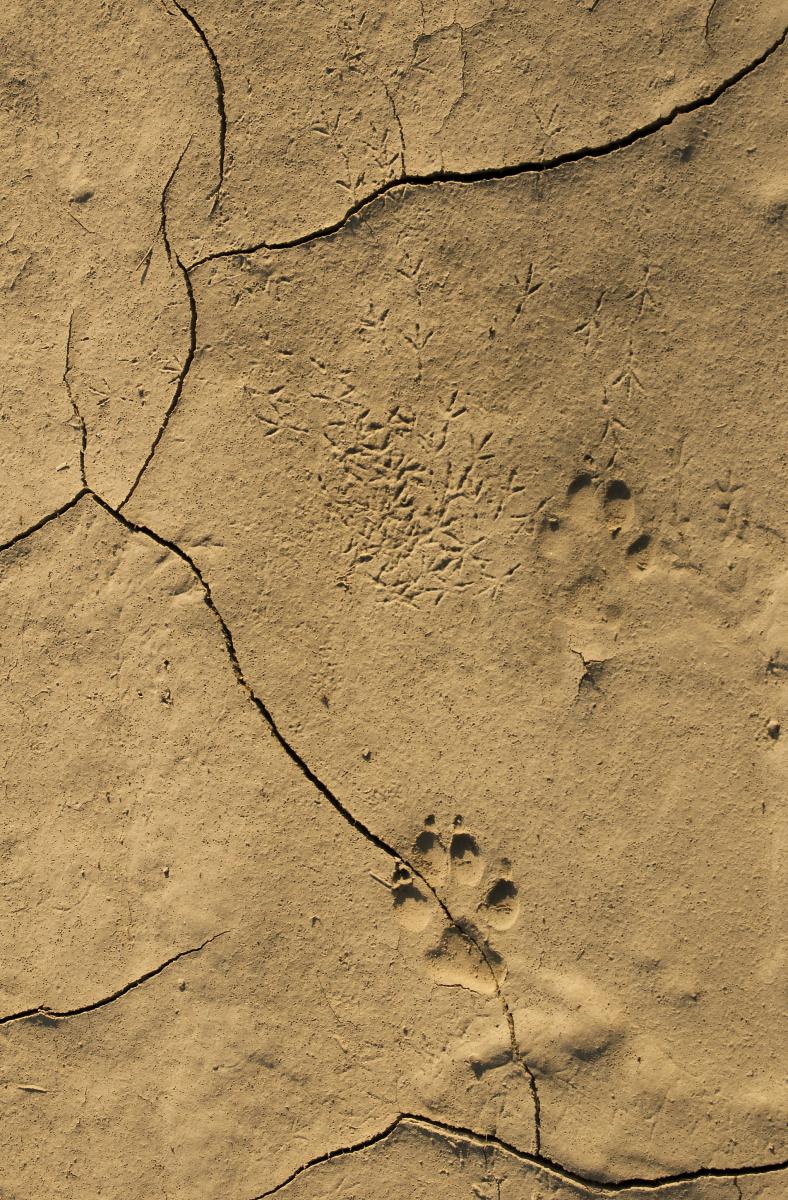 Berkesi Ágota Mirjam