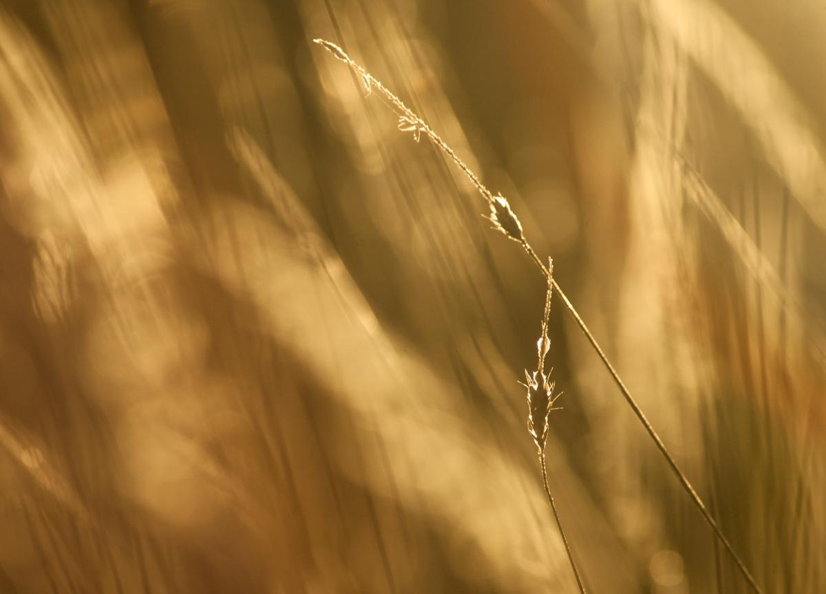 Berkesi Ágota Mirjam