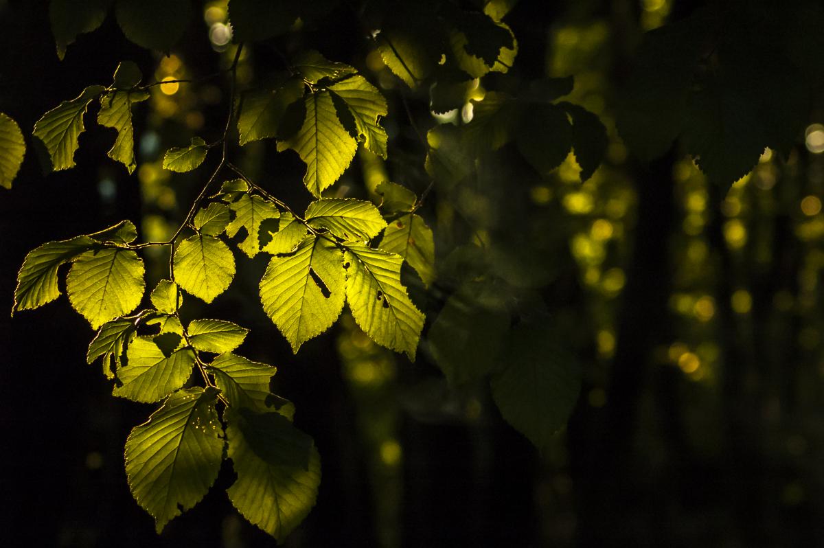 Berkesi Ágota Mirjam