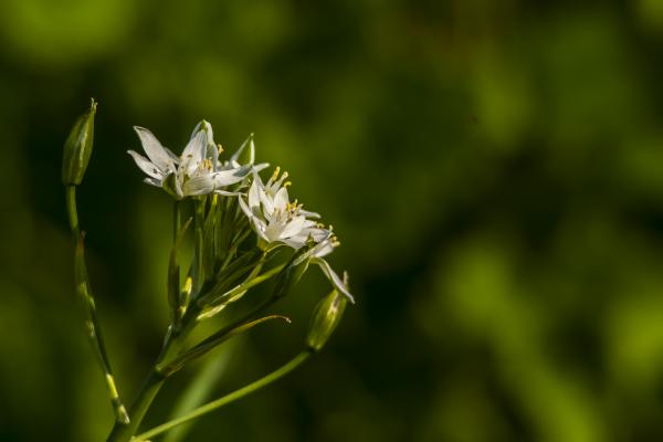 Fürtös homokliliom