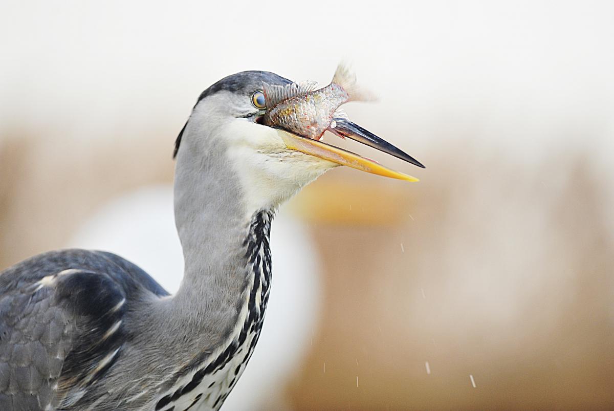 Gaál Zoltán Péter