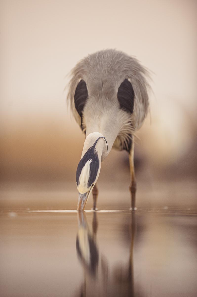 Gaál Zoltán Péter