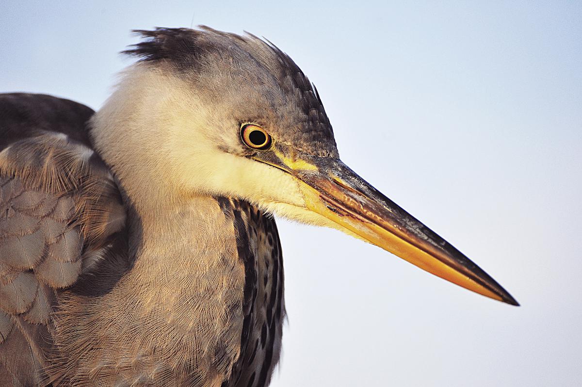 Gaál Zoltán Péter