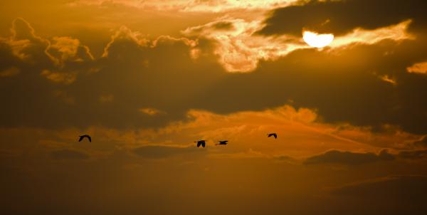 Visszatérés a hanságba