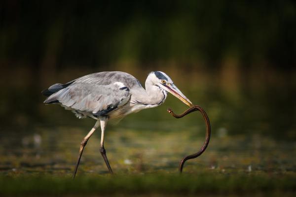 Egyenlőtlen küzdelem