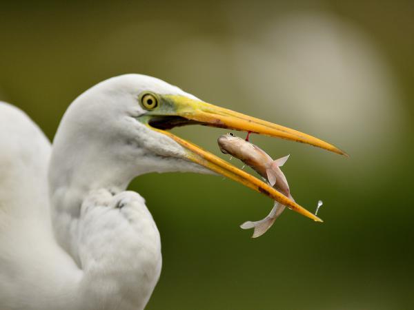 Halszem perspektíva