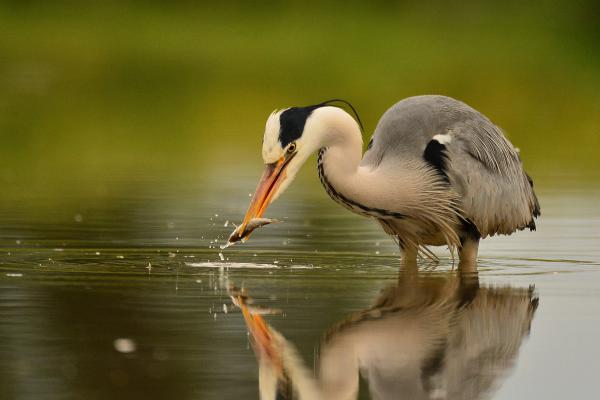 Tükör által homályosan...