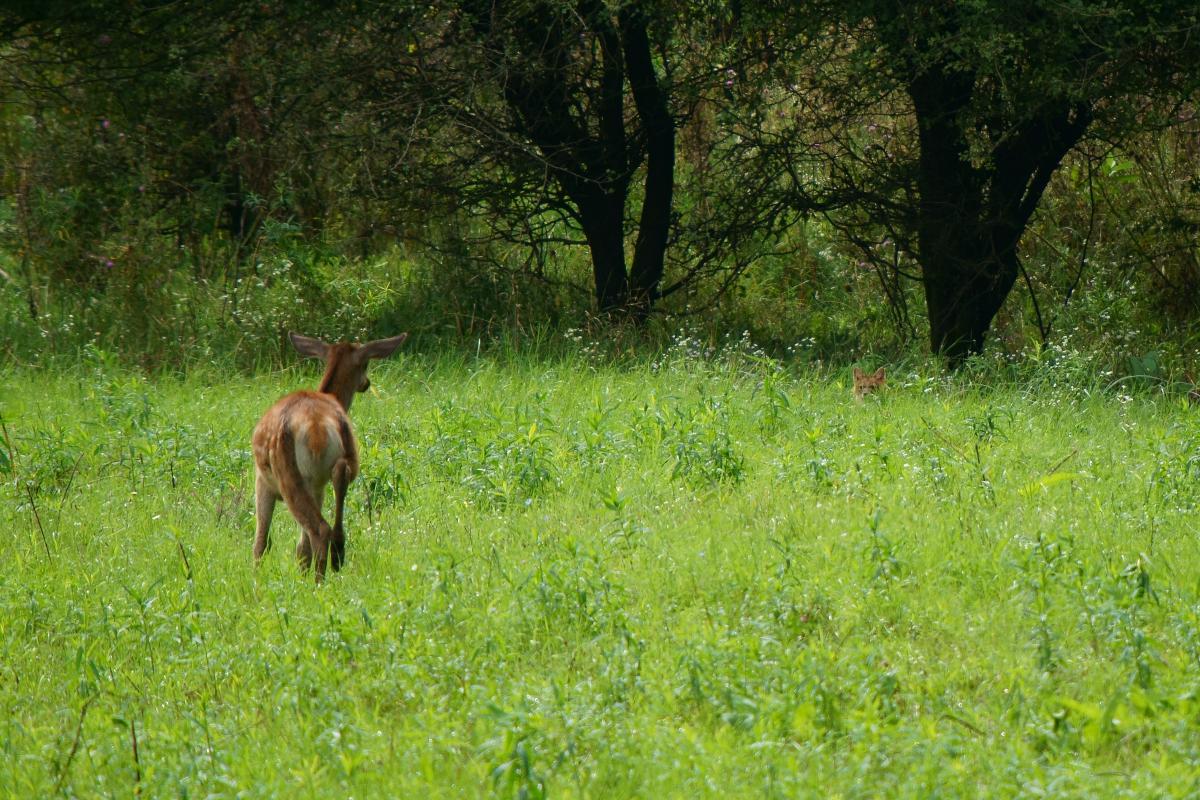 Kalmár Lajos Gábor