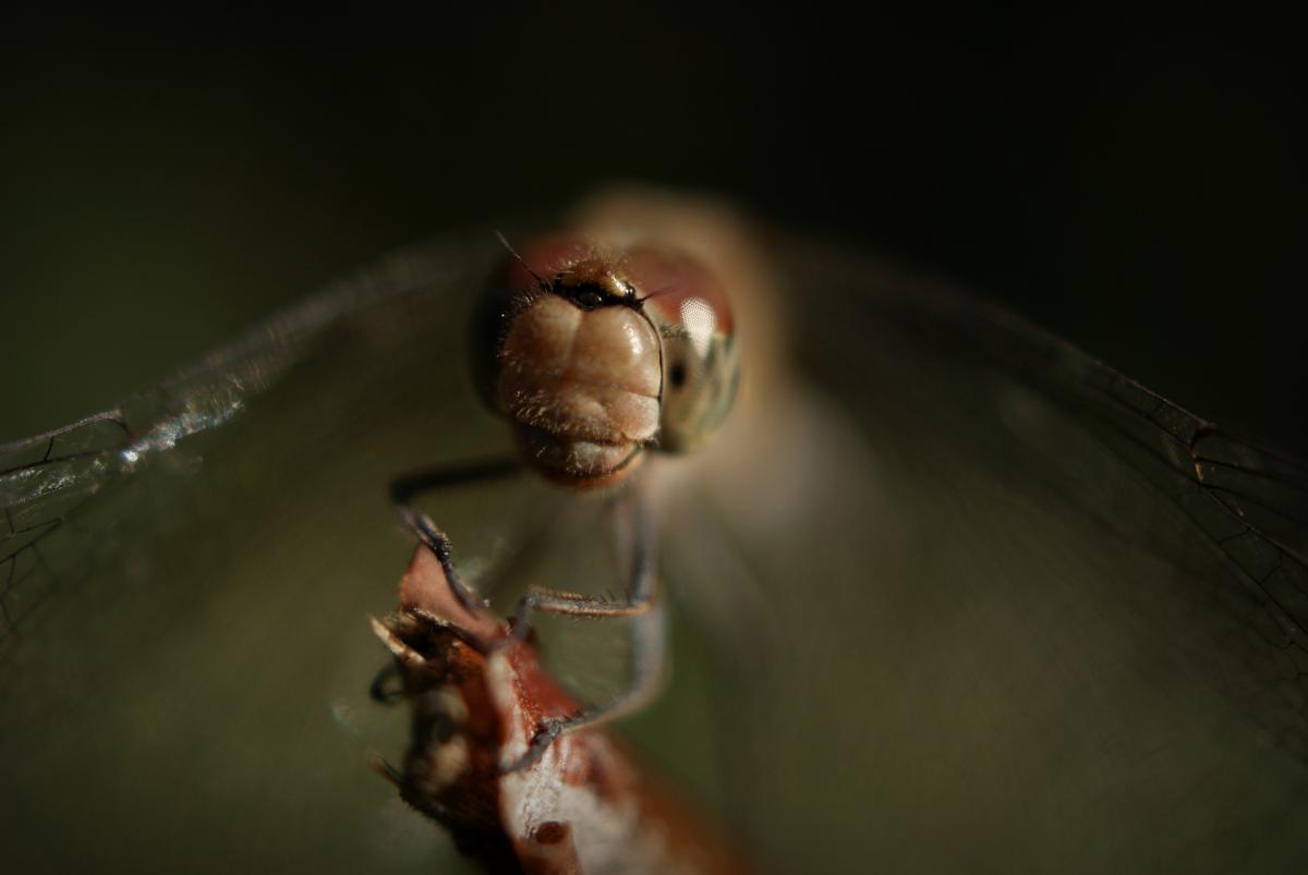 Laczkó-Magyar György