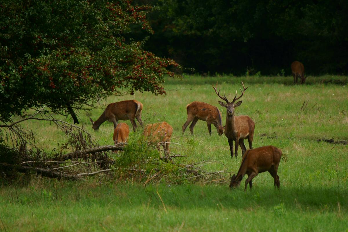 Kalmár Lajos Gábor
