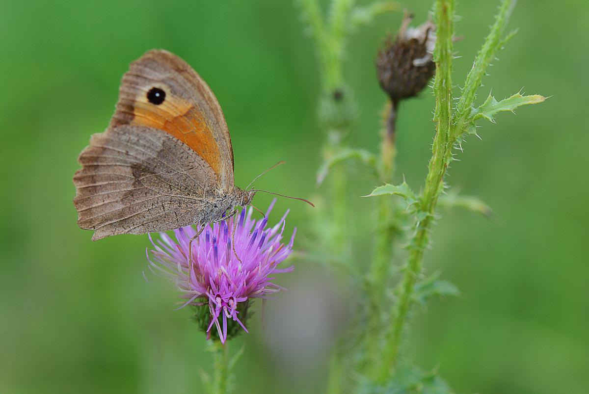 Gaál Zoltán Péter
