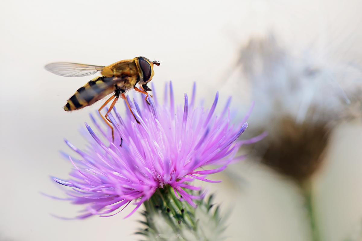 Gaál Zoltán Péter