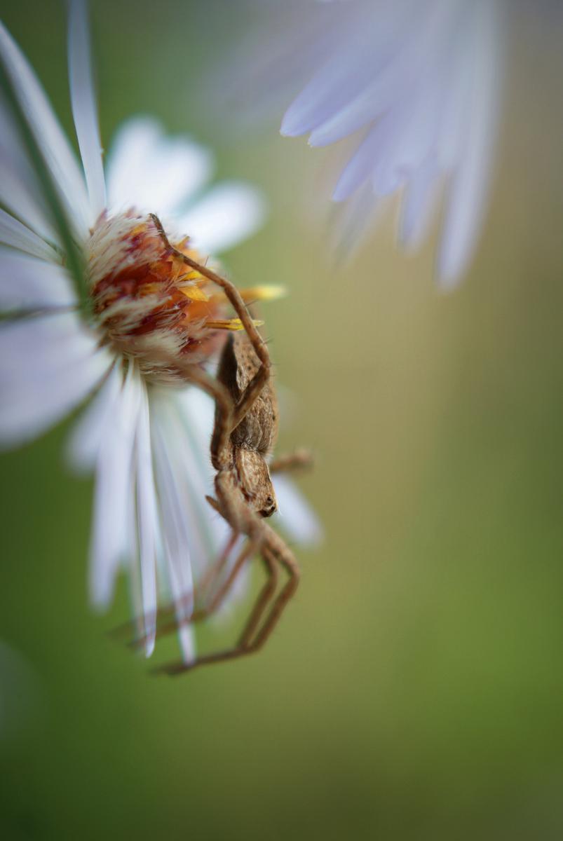 Laczkó-Magyar György