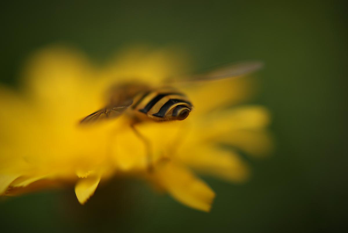 Laczkó-Magyar György