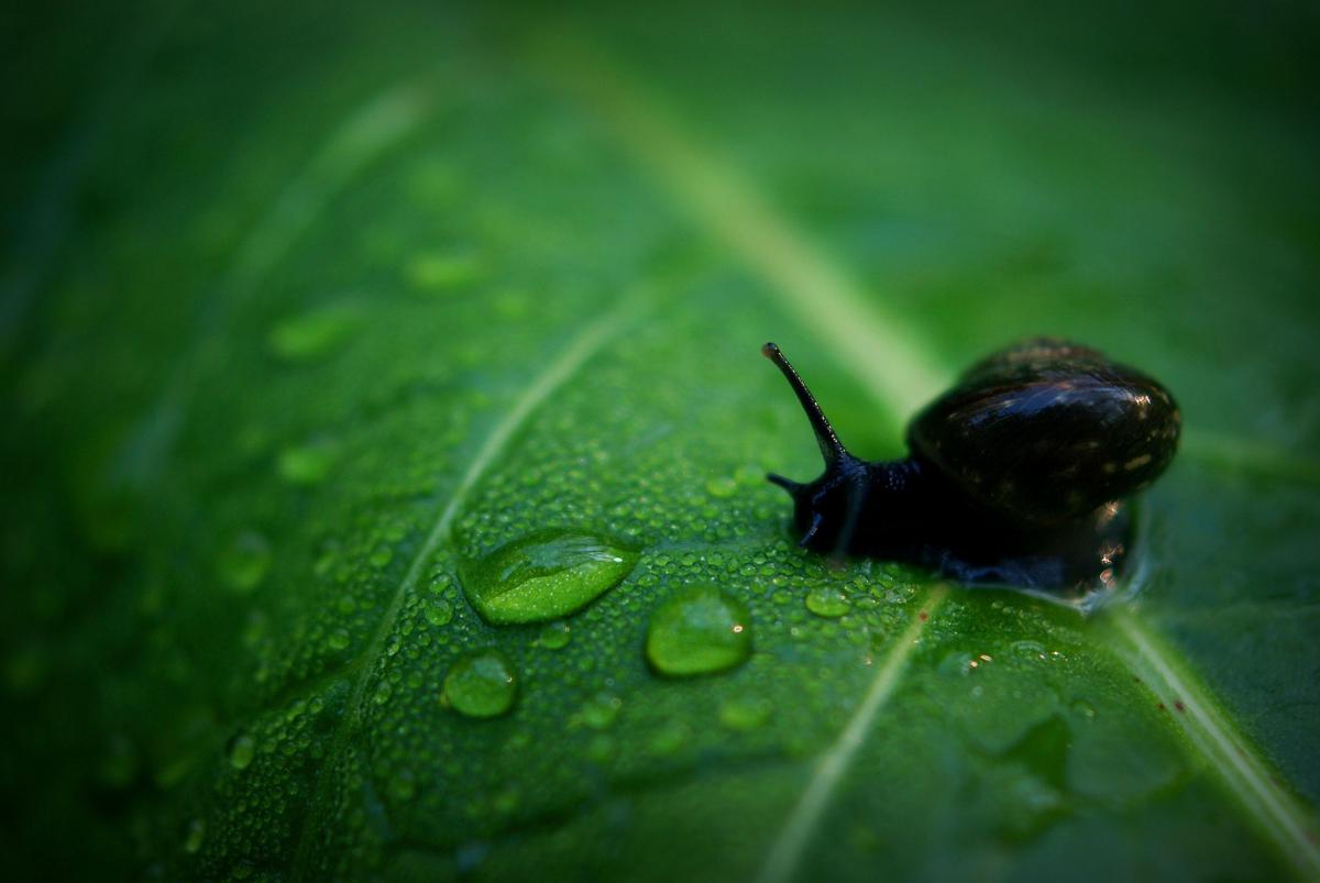 Laczkó-Magyar György