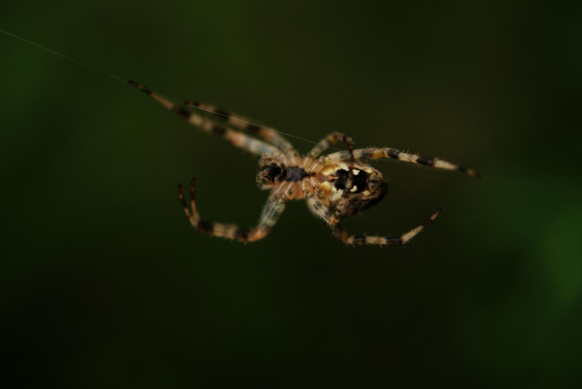 Laczkó-Magyar György