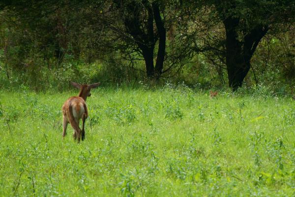 Borjú és az aranysakál
