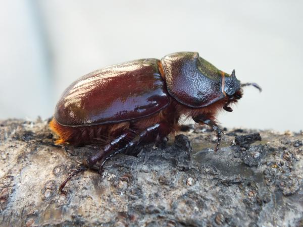 nőstény orrszarvú