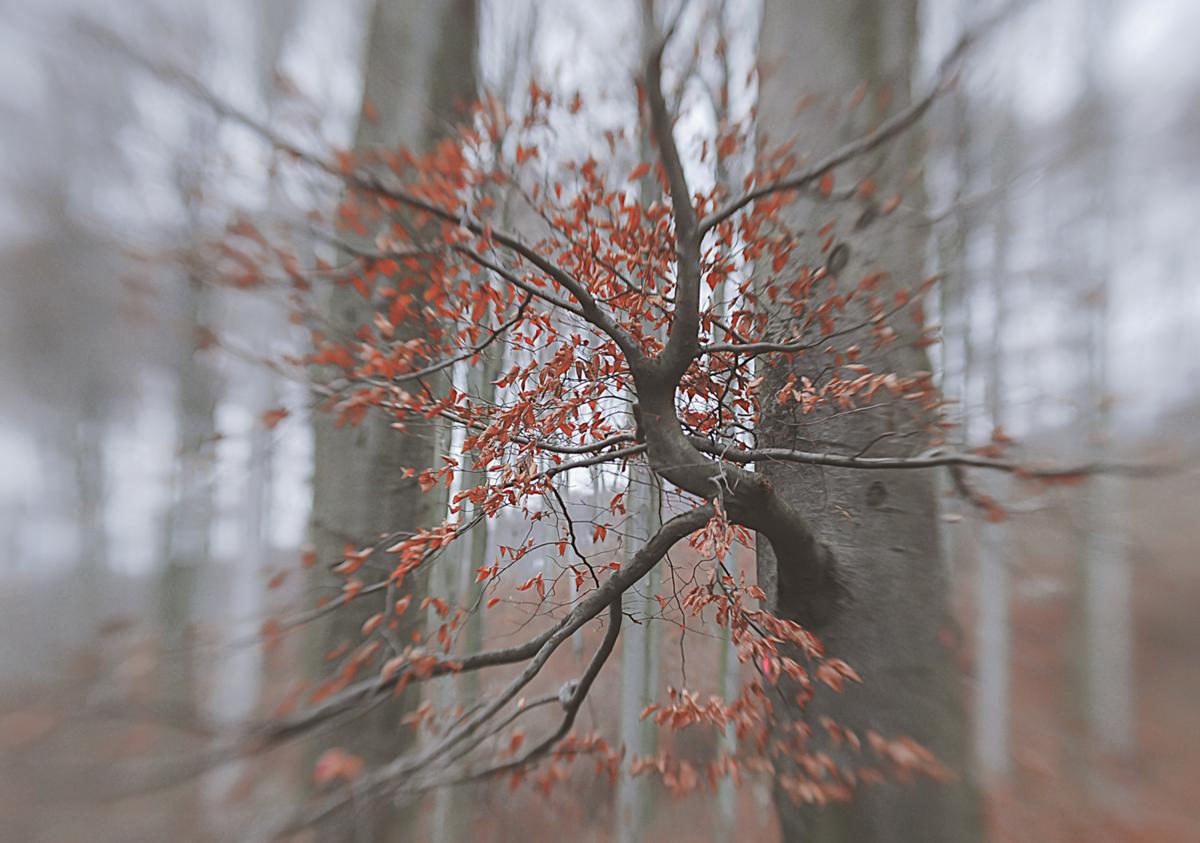 Gaál Zoltán Péter