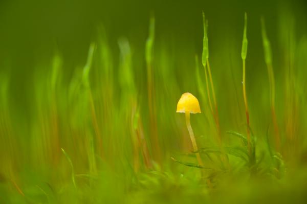 Mohák közt megbúvó