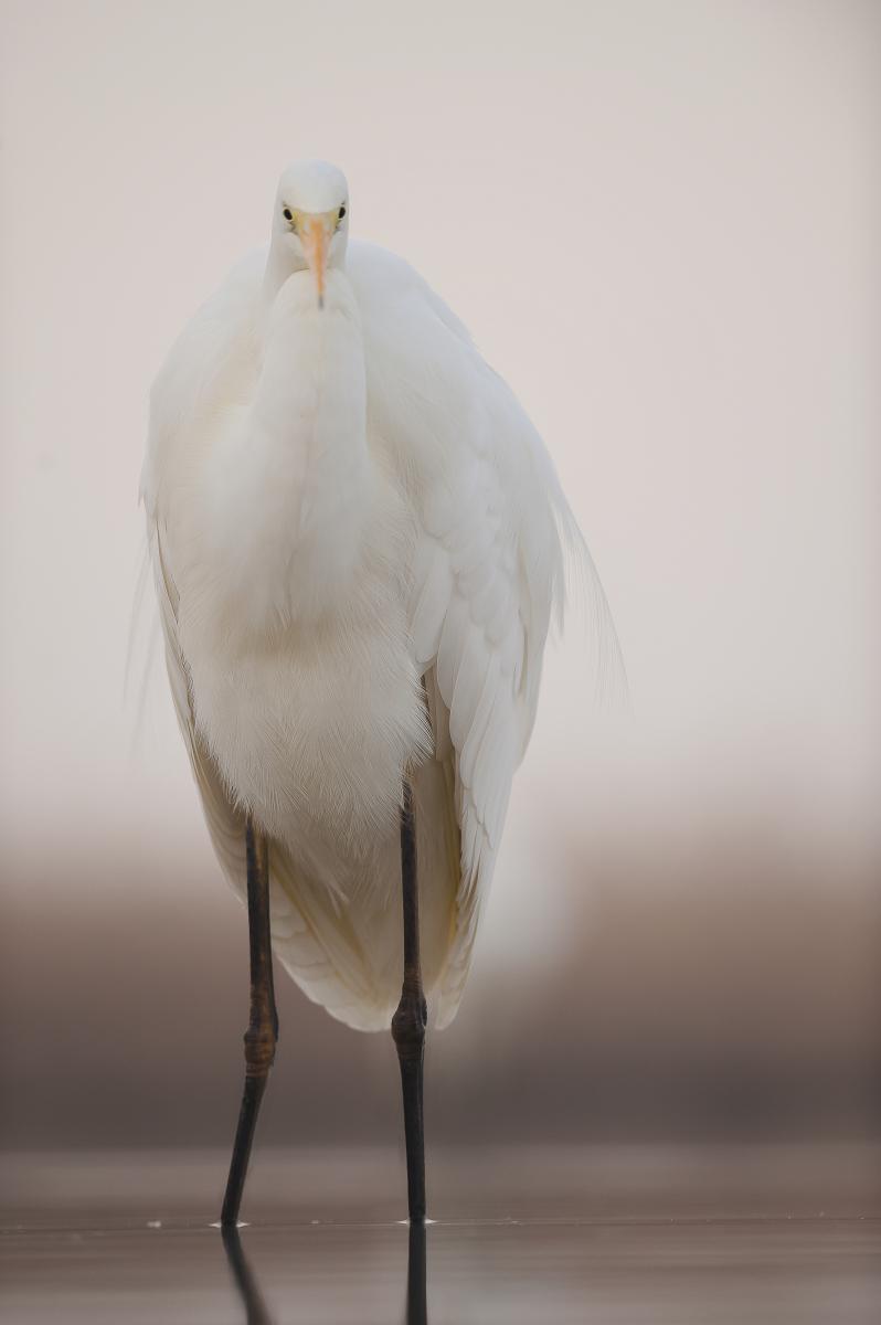 Gaál Zoltán Péter