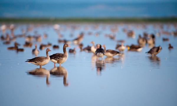 Fertő-tavi lúdsokadalom
