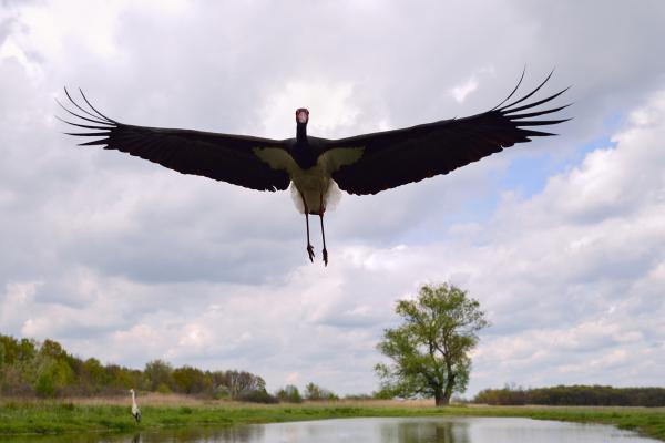 Afrikából jöttem!