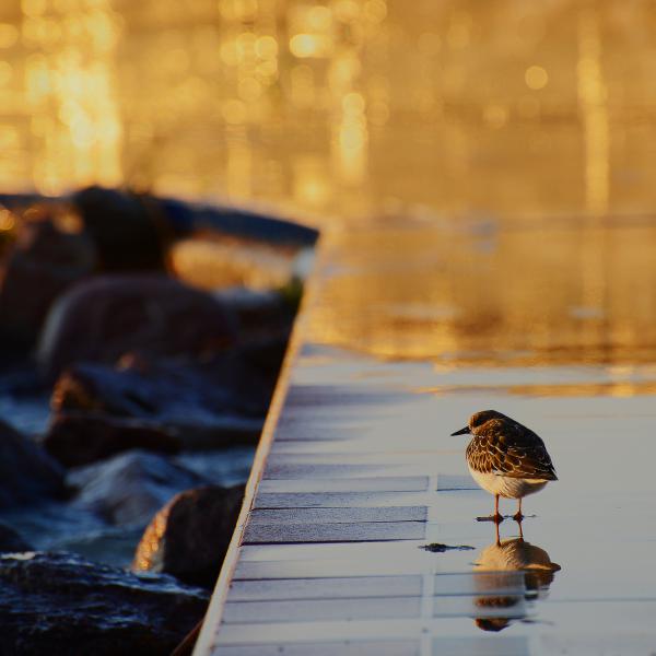 Kikötői naplemente