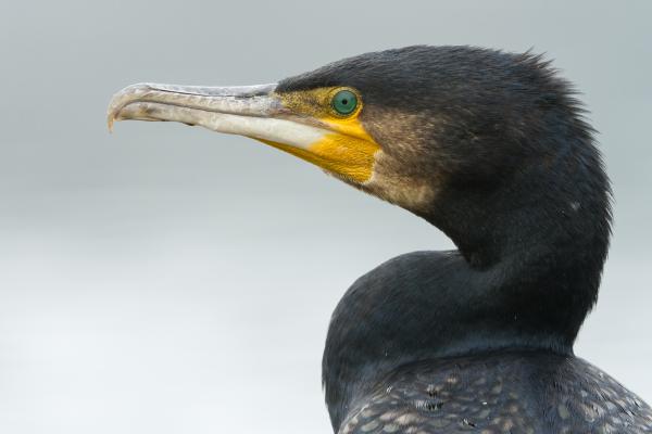 Kormorán portré
