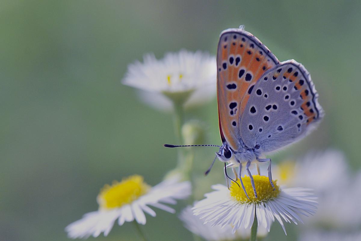 Gaál Zoltán Péter