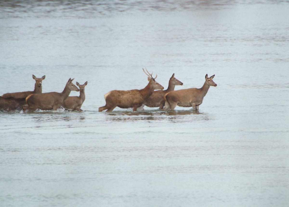 Kalmár Lajos Gábor