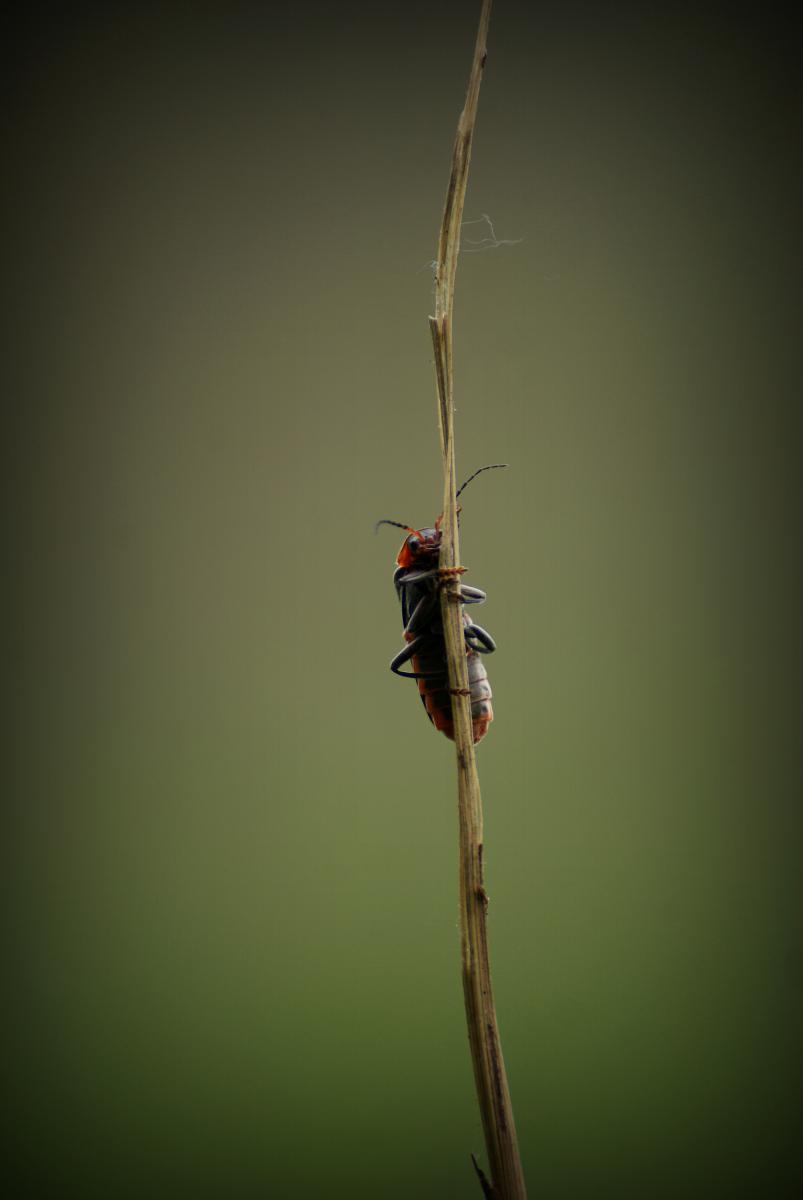 Laczkó-Magyar György