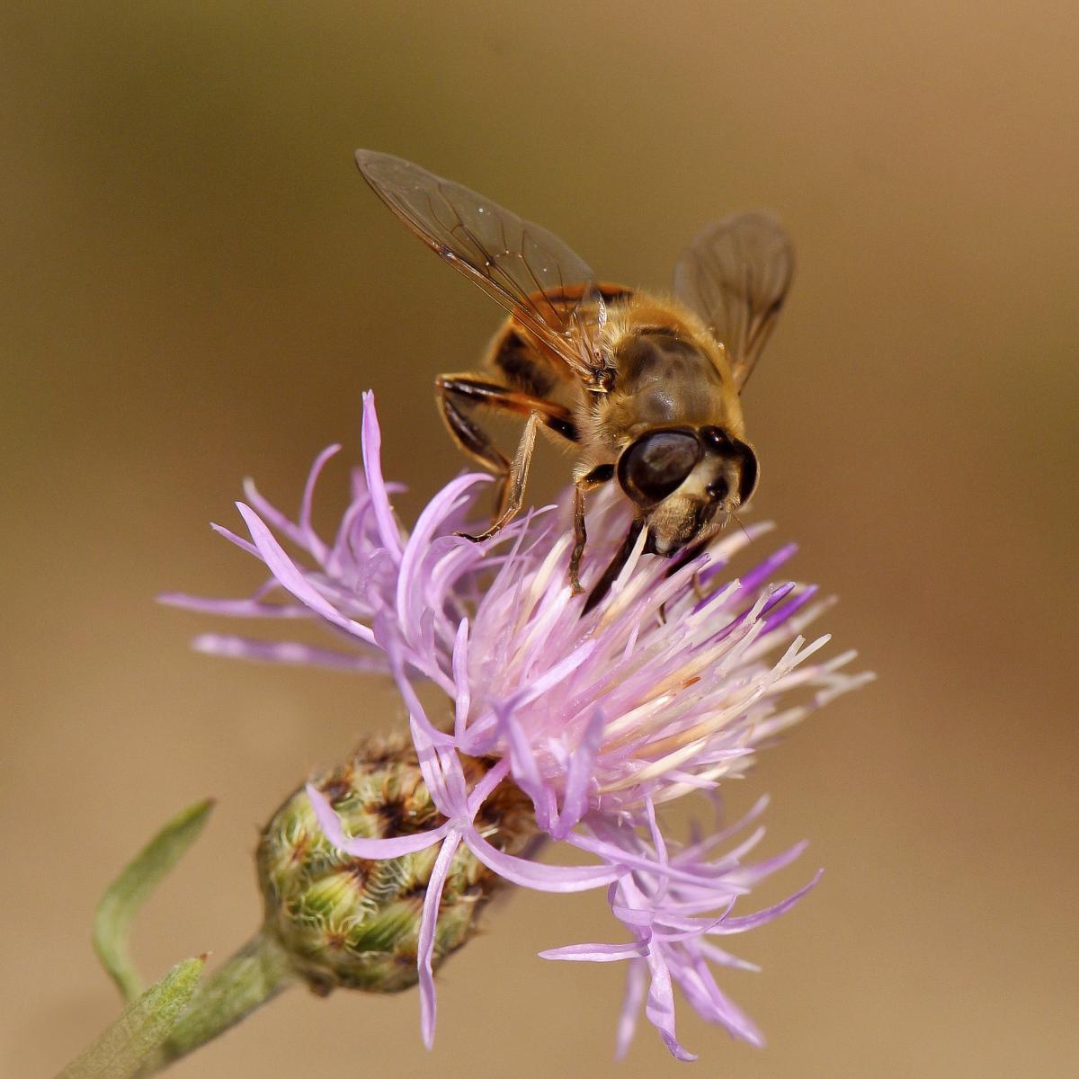 Gaál Zoltán Péter