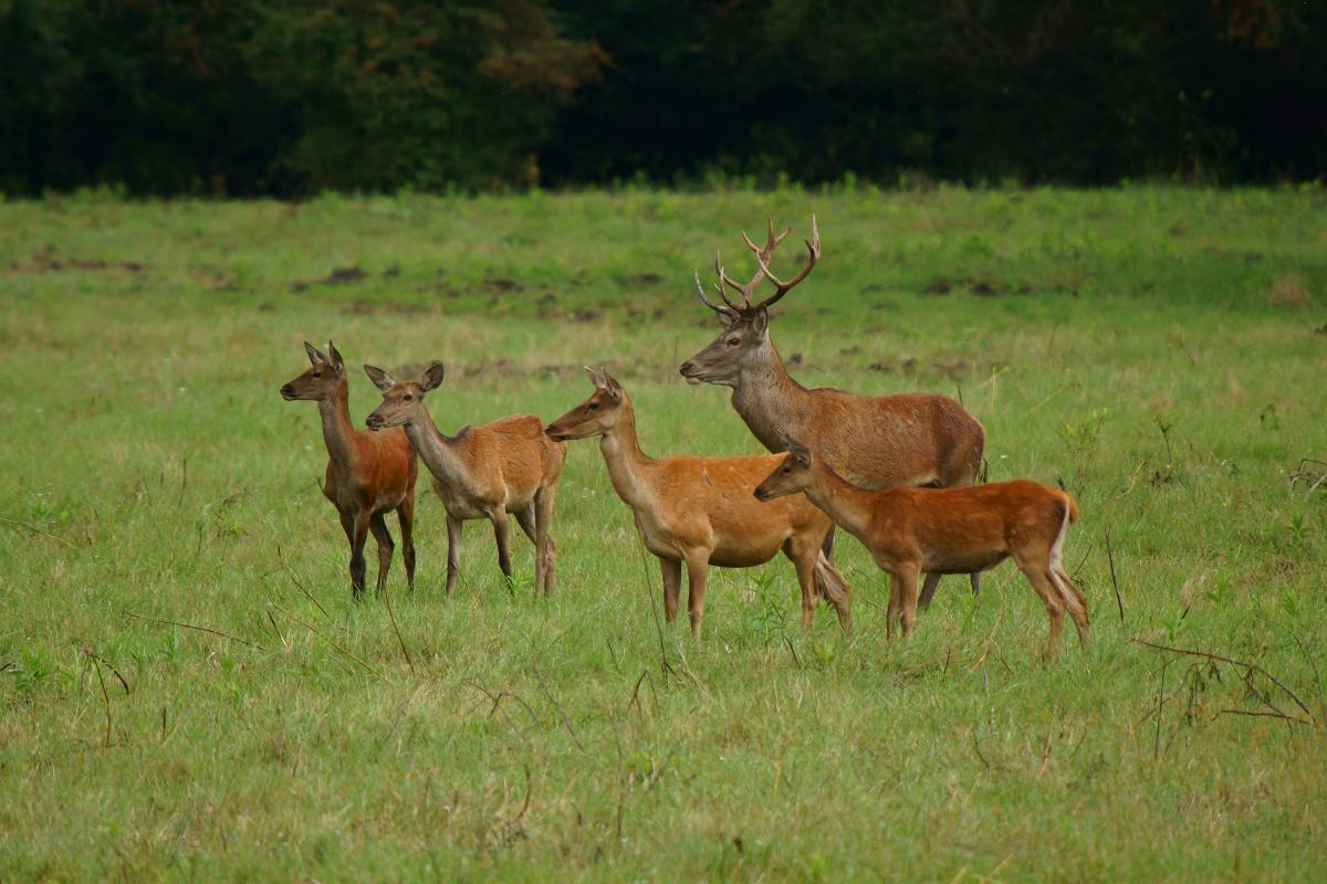 Kalmár Lajos Gábor