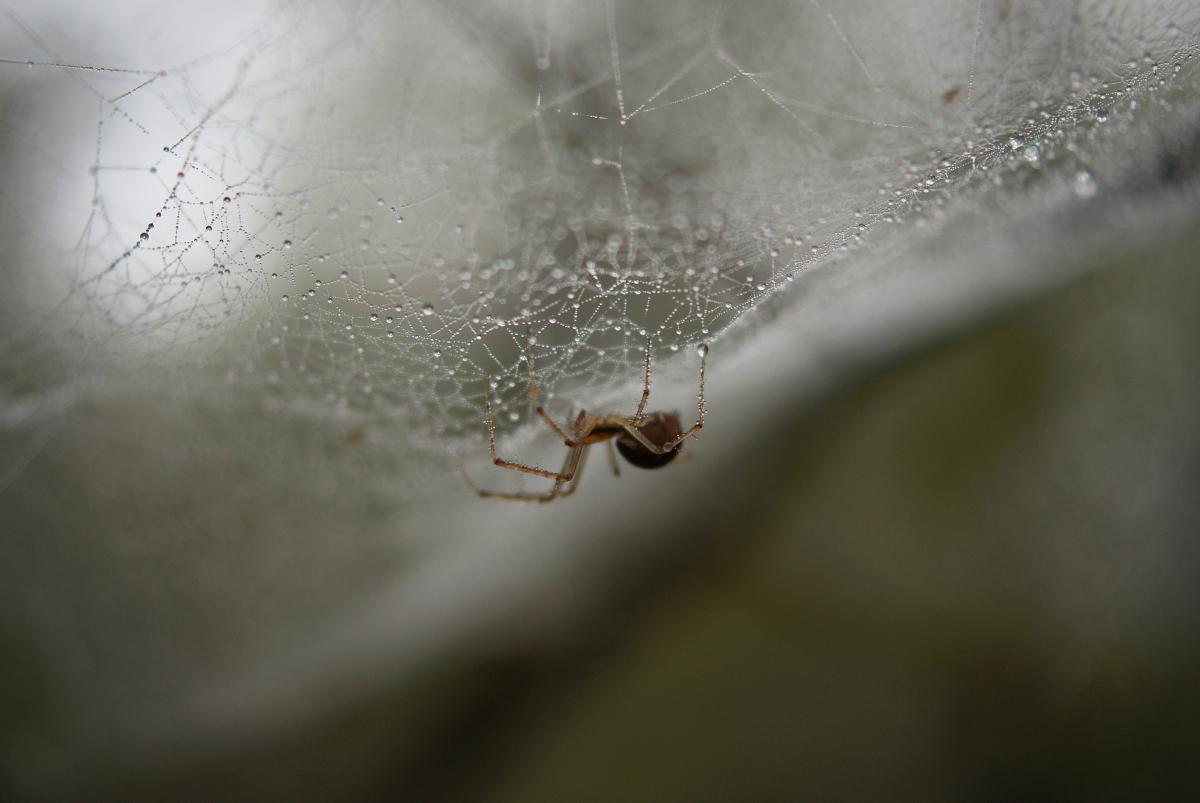 Laczkó-Magyar György