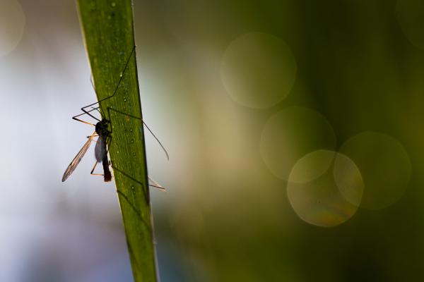 Egy szúnyog reggele