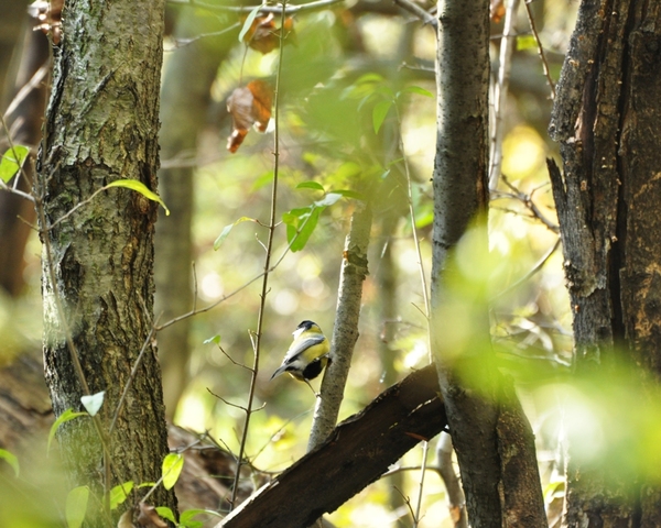 Cinkemadár eleséggyűjtő k