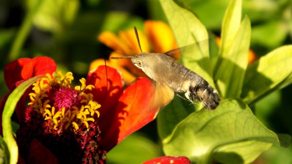 Kacsafarkú munkában 2.