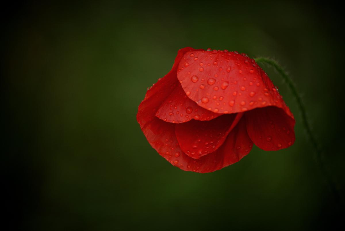 Laczkó-Magyar György