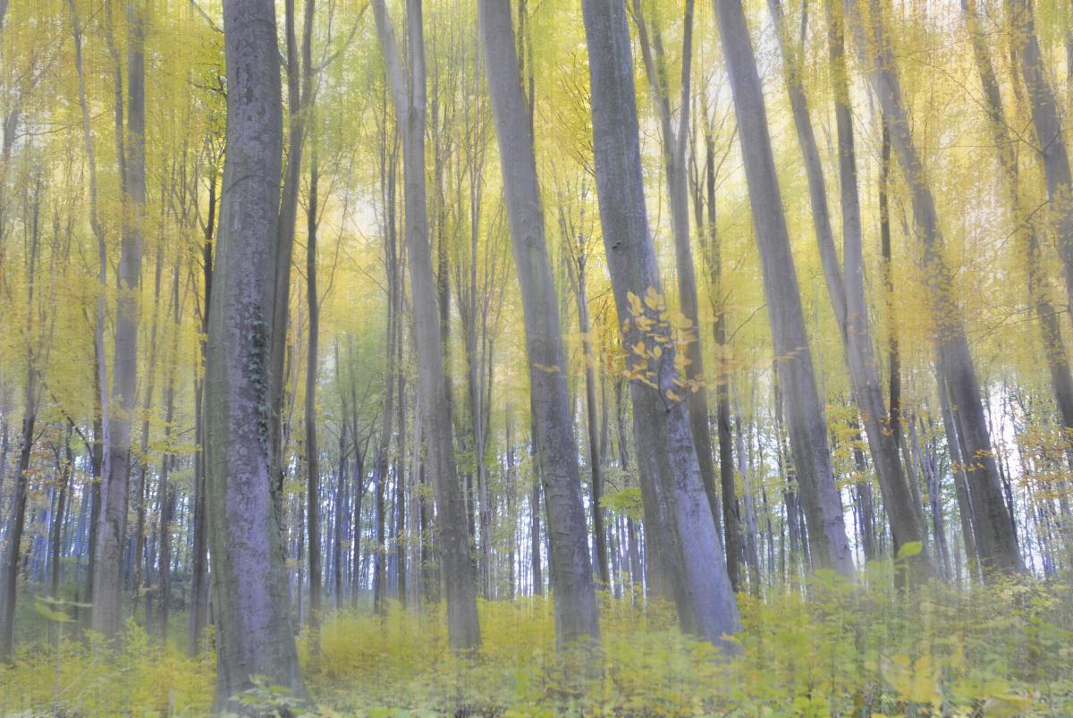 Gaál Zoltán Péter