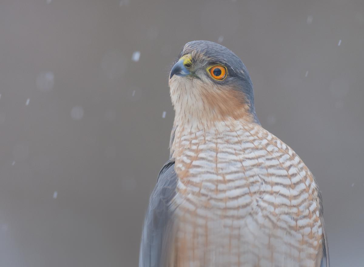 Gaál Zoltán Péter