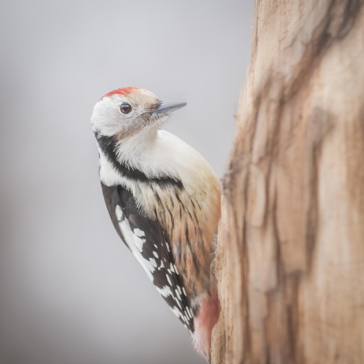 Gaál Zoltán Péter